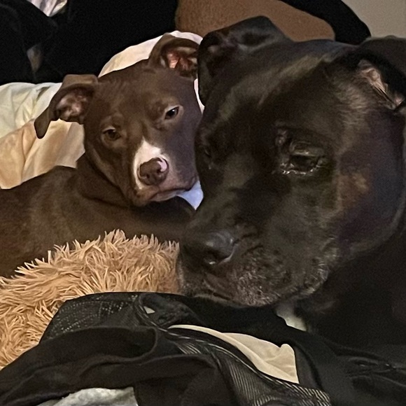 My rescue babies🐾Reilly,Baya & the newest Apryl …now the newest newest… Elynor! - Picture 9 of 12